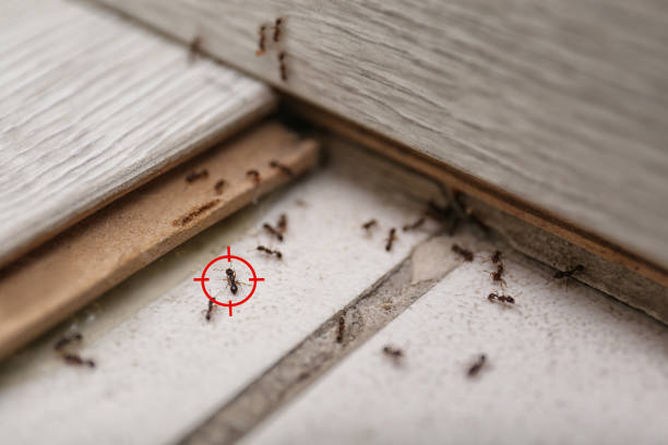 Best Cockroach Control Services  in Callaway, FL