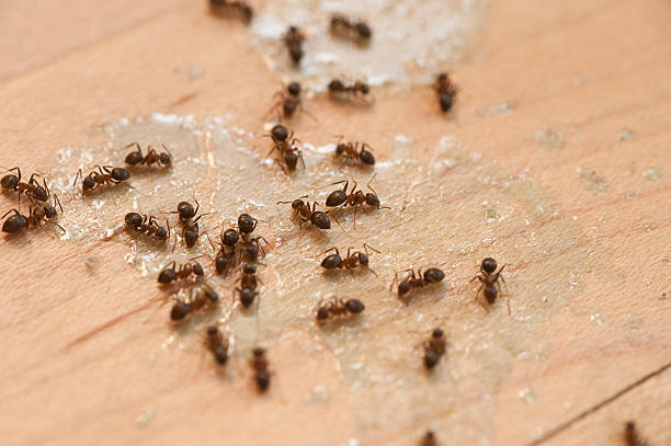 Best Termite Control Services  in Callaway, FL