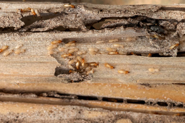 Best Pest Prevention Services  in Callaway, FL